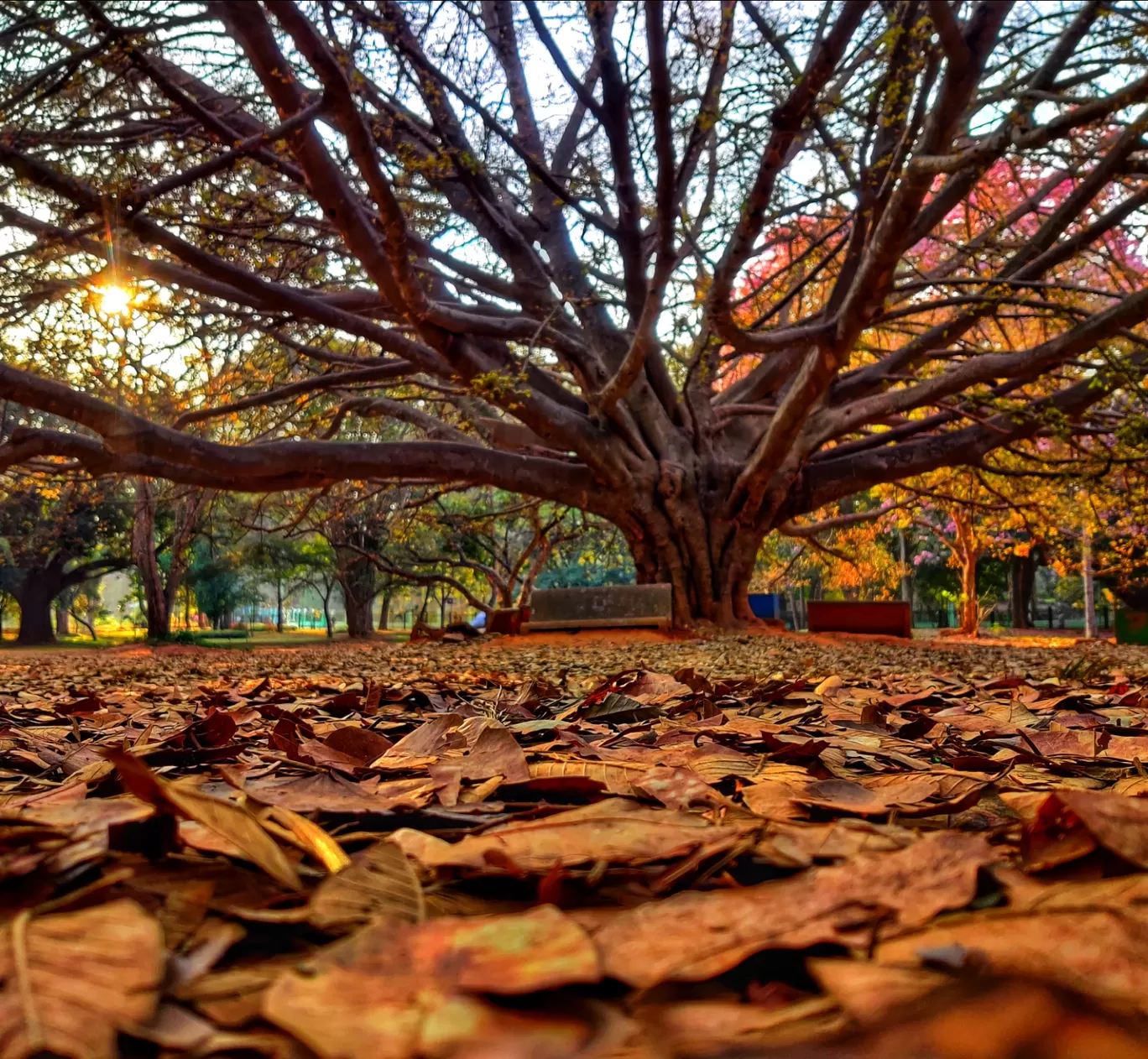 Photo of Cubbon Park By Bharath Bara