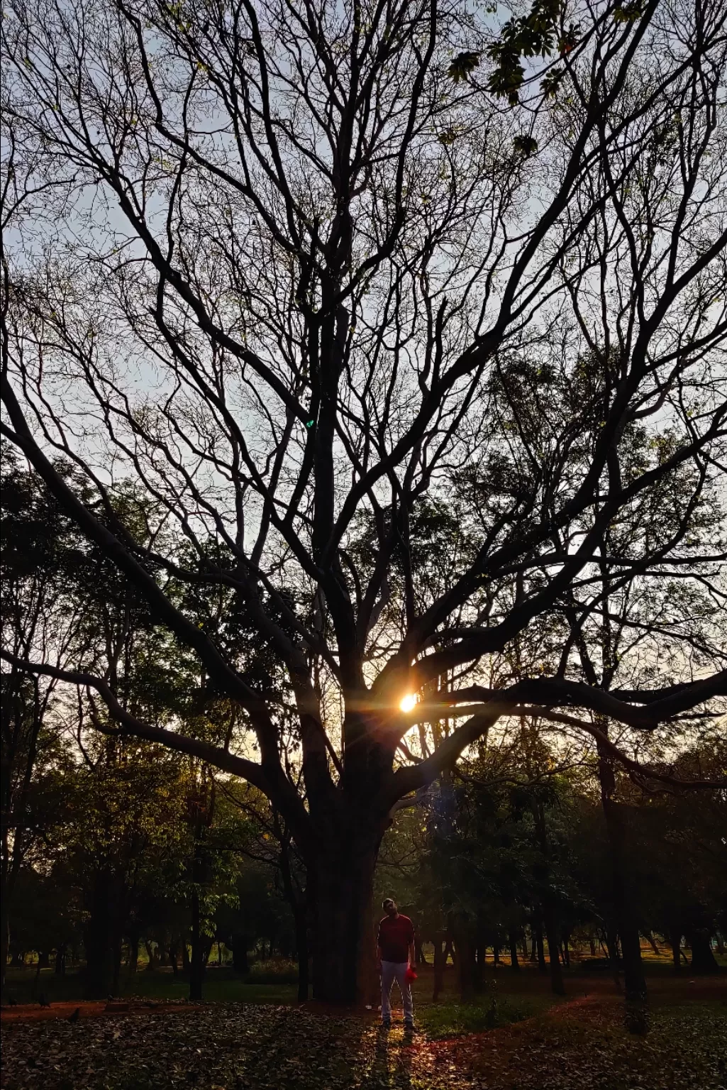 Photo of Cubbon Park By Bharath Bara