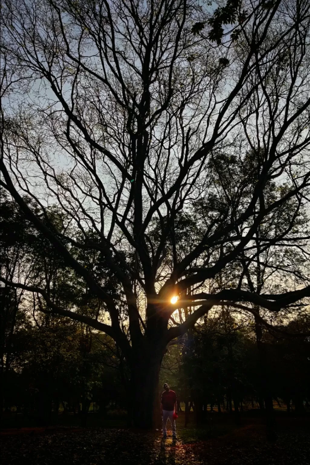 Photo of Cubbon Park By Bharath Bara