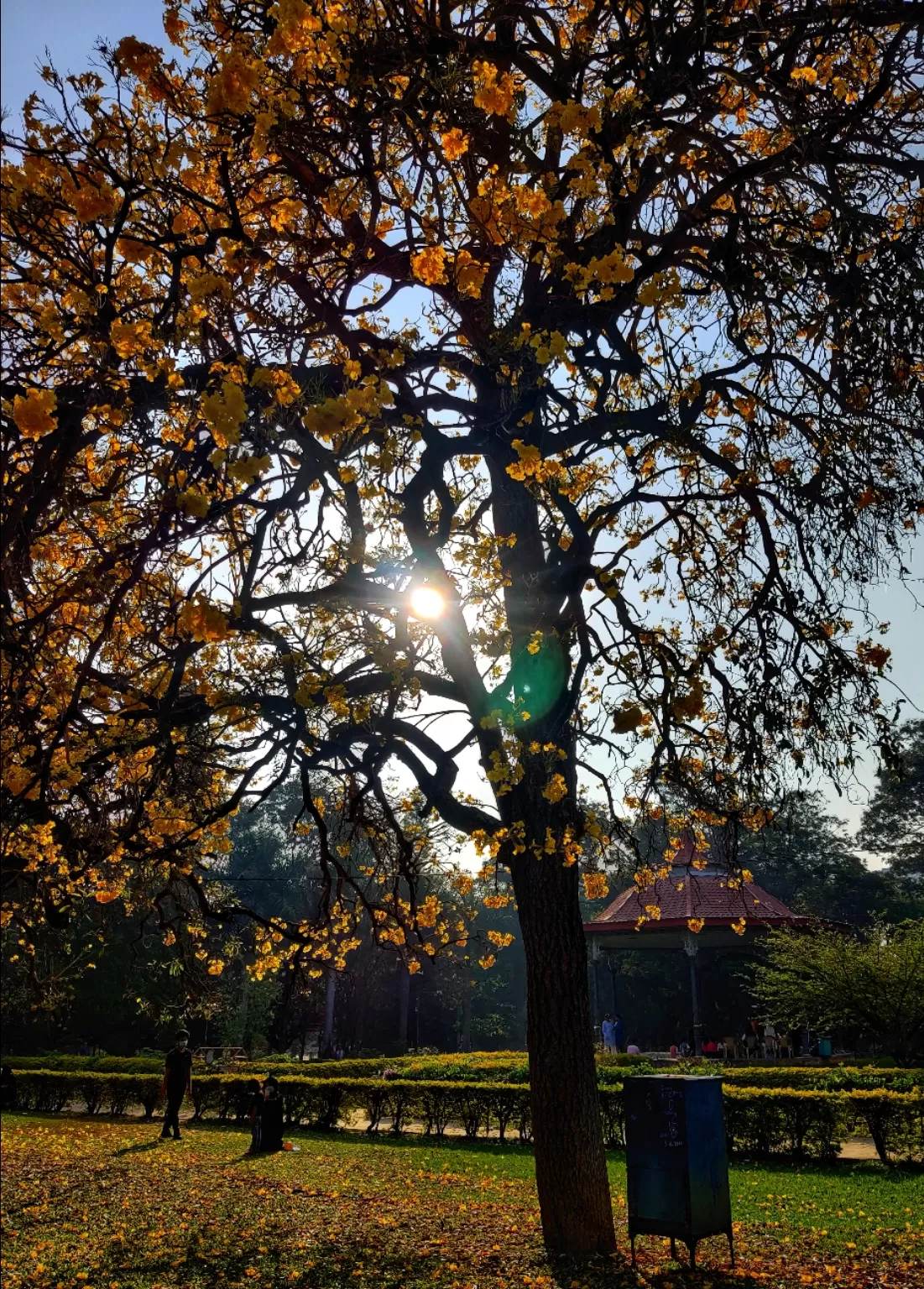 Photo of Cubbon Park By Bharath Bara