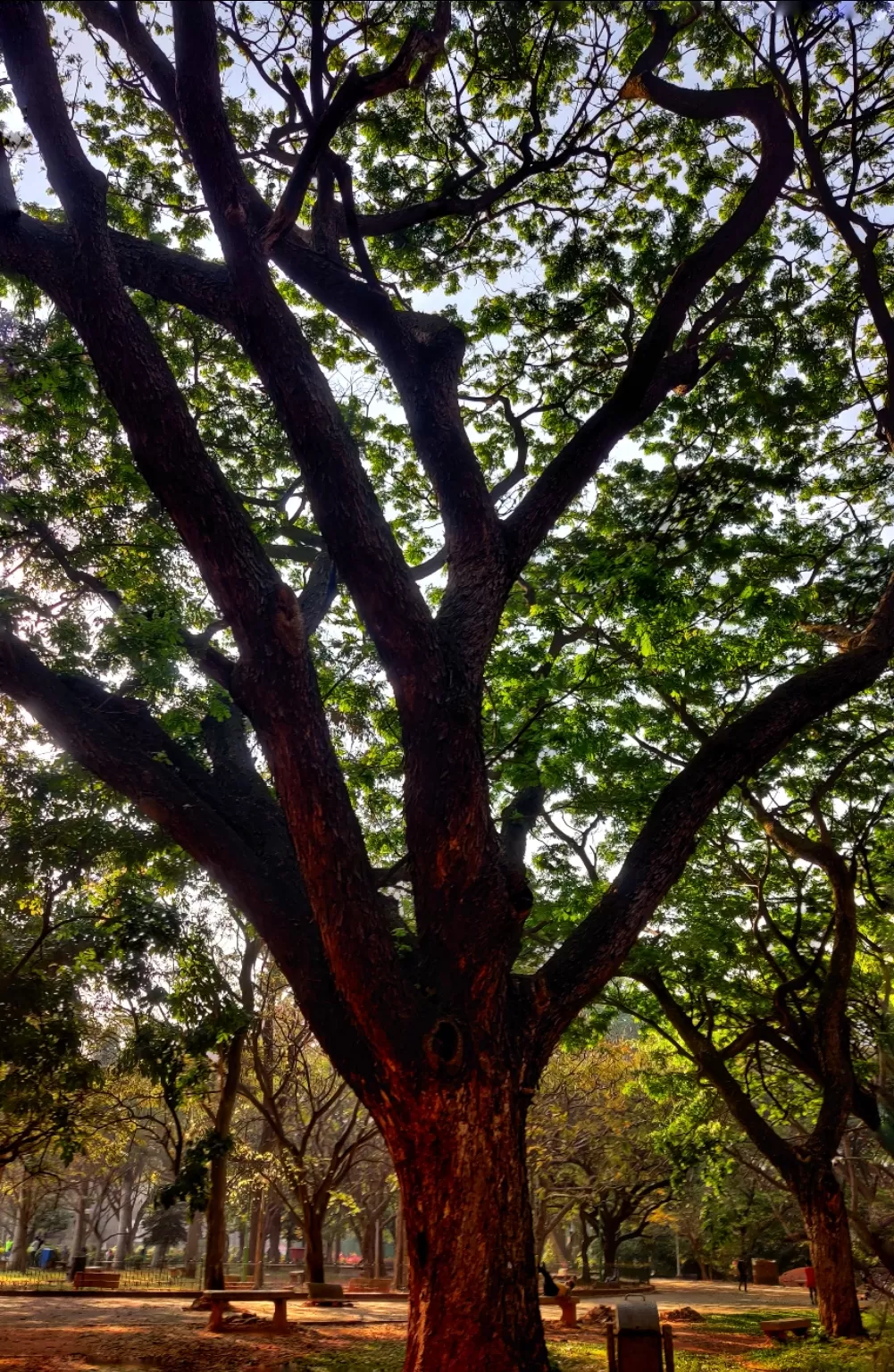 Photo of Cubbon Park By Bharath Bara