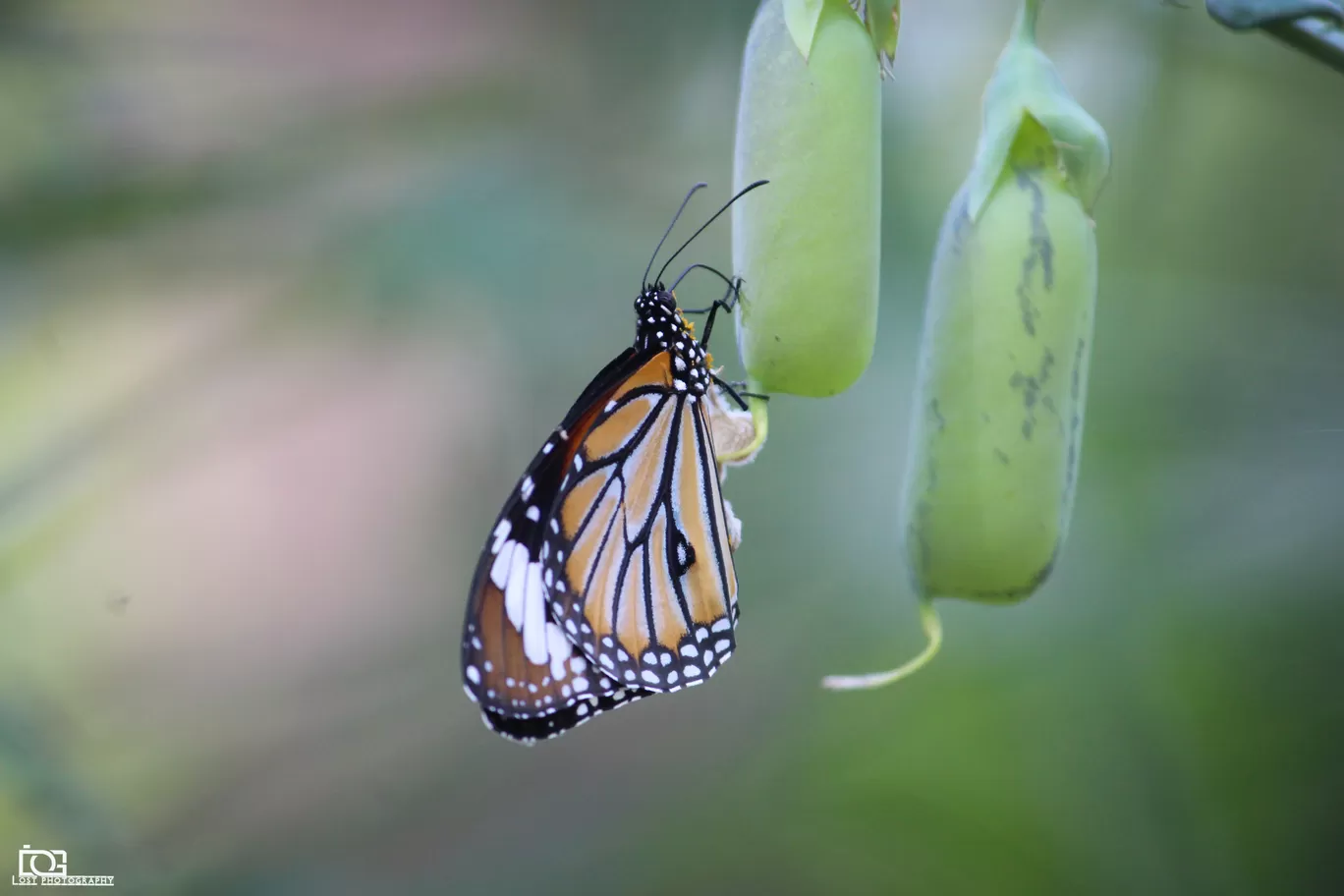 Photo of Butterfly Park By Rahul K