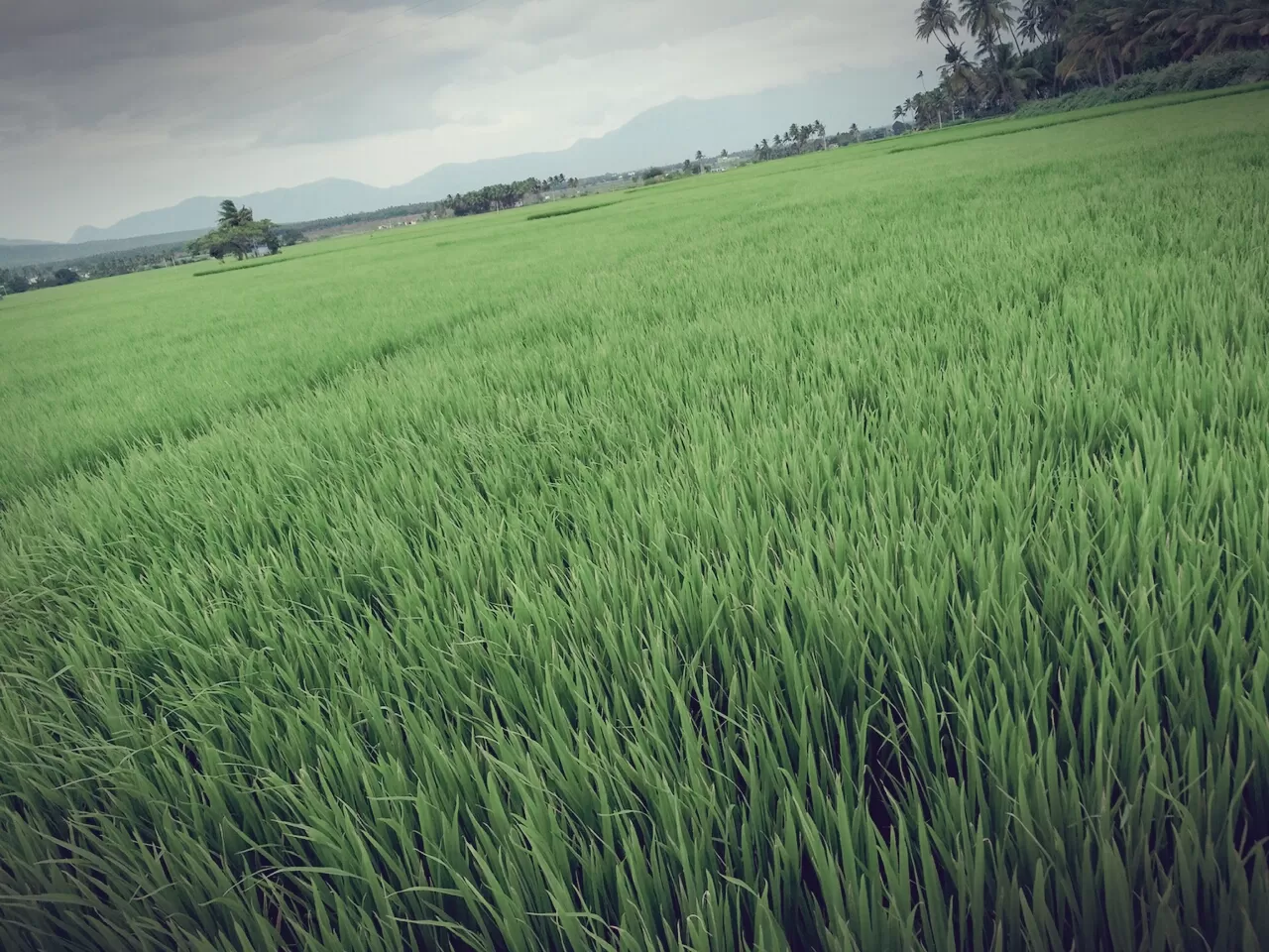 Photo of Kuchanur By jeyavani cm