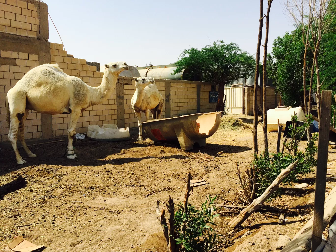 Photo of Kuwait By Anees Backer