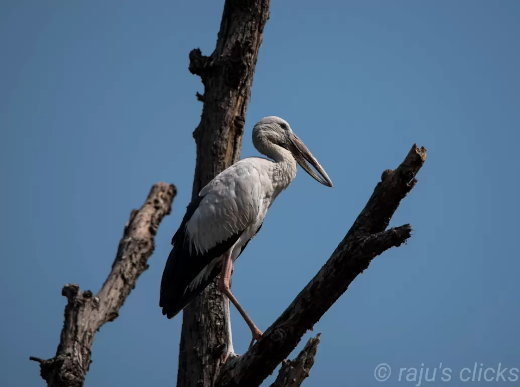 Photo of Tadoba National Park By Rajeev Jain