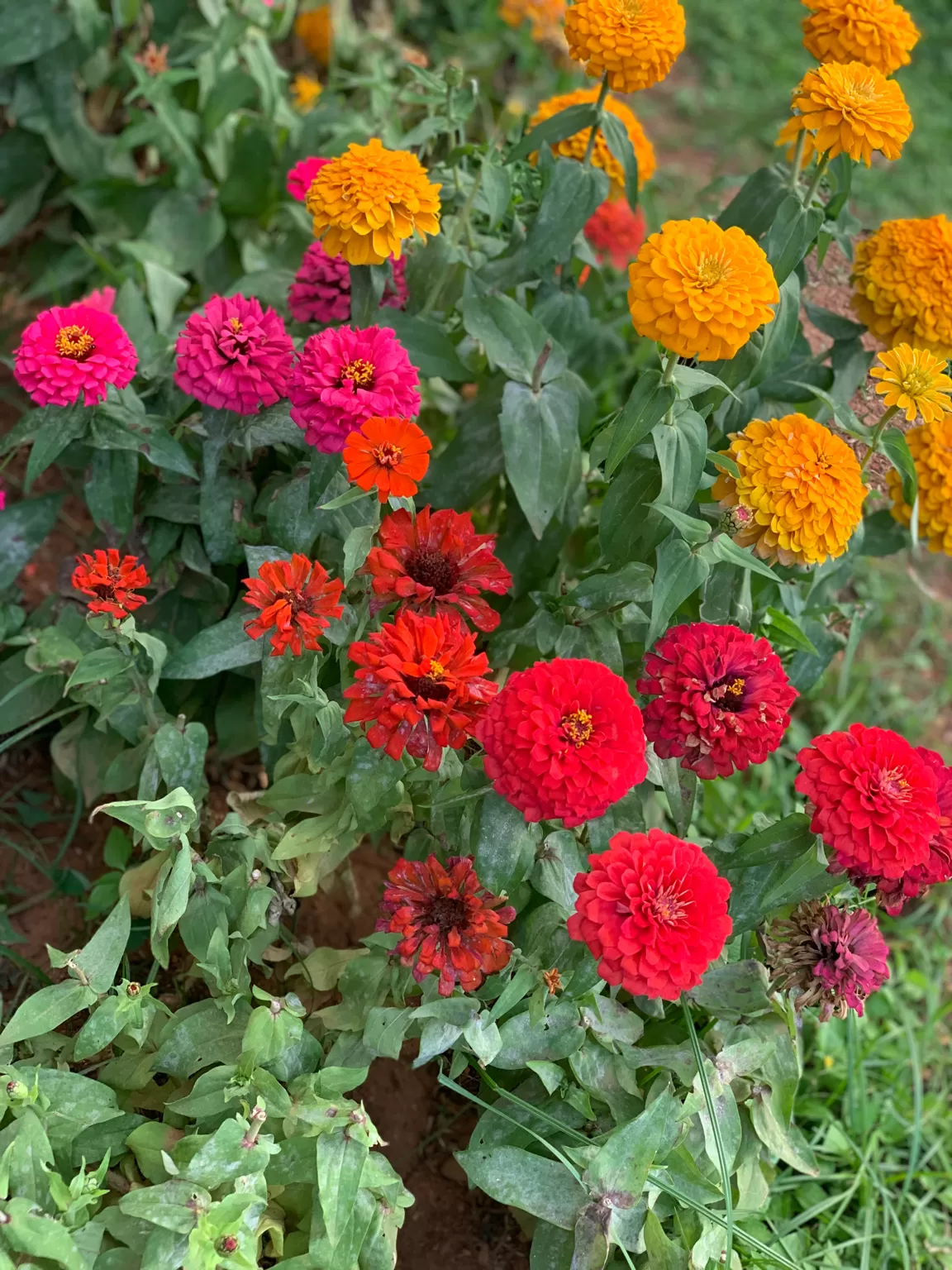 Photo of Mavalli By Shahna Manza