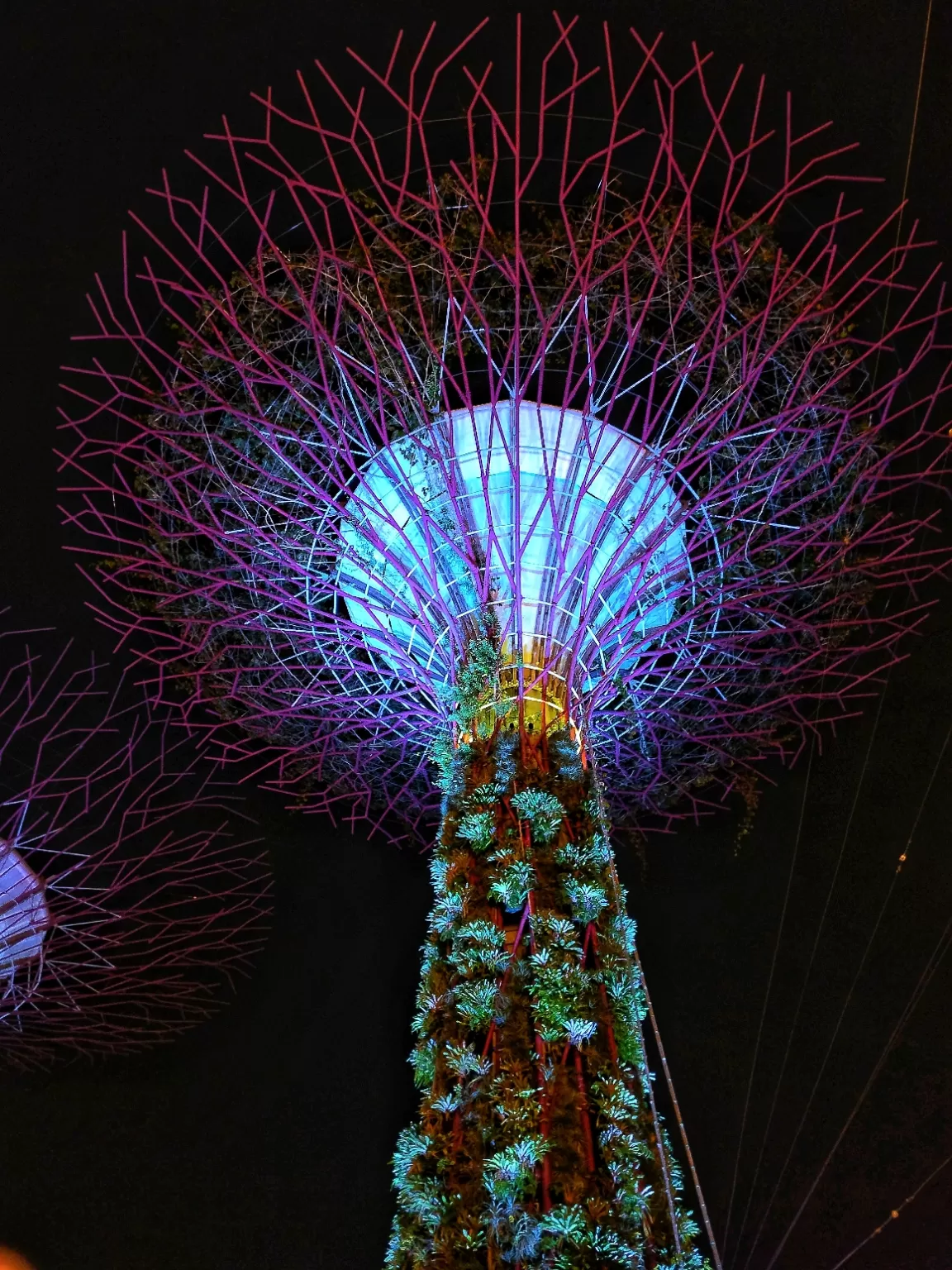 Photo of Garden by the Bay - Orchid Extravaganza By Anay Pathak