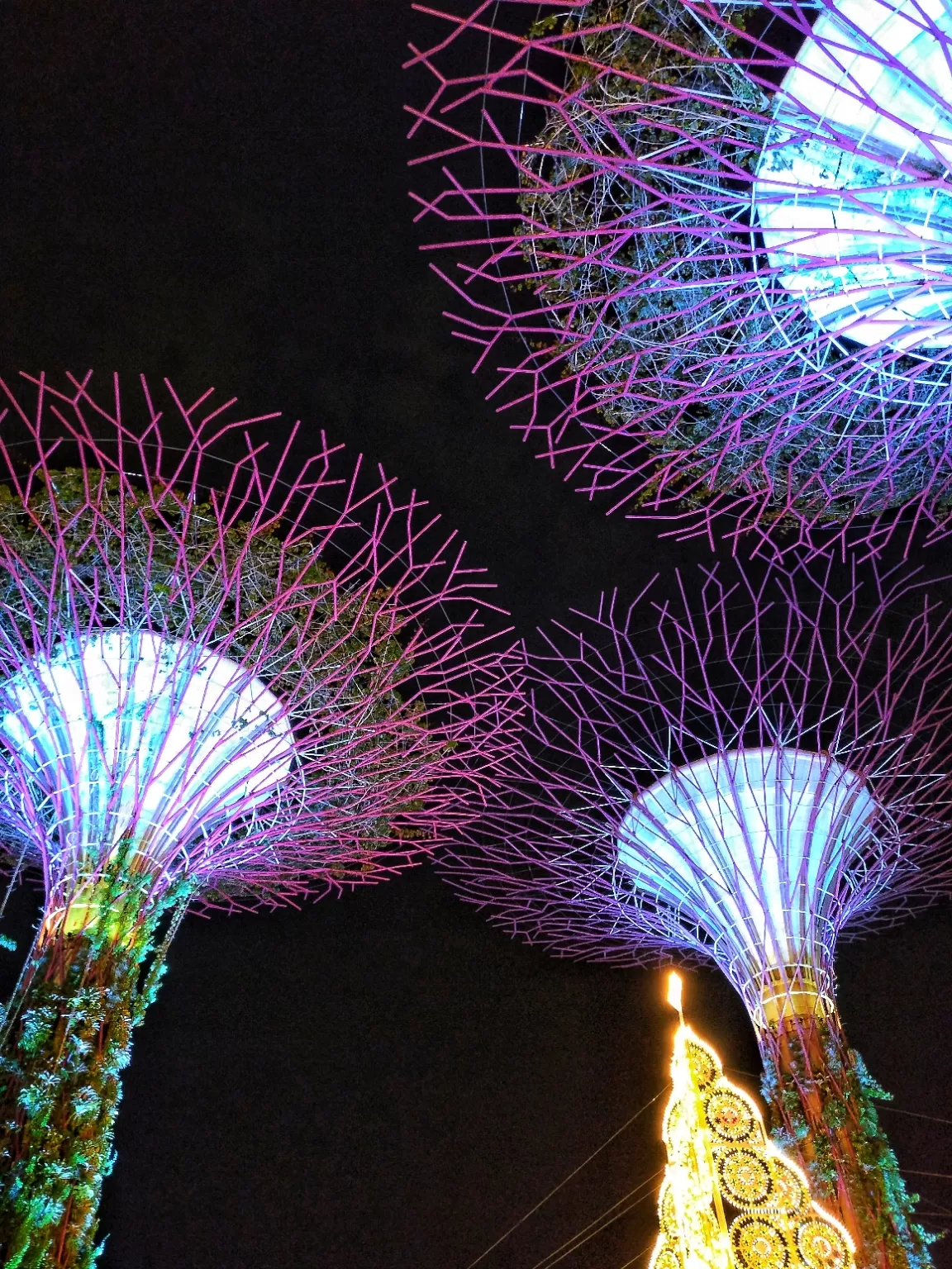 Photo of Garden by the Bay - Orchid Extravaganza By Anay Pathak