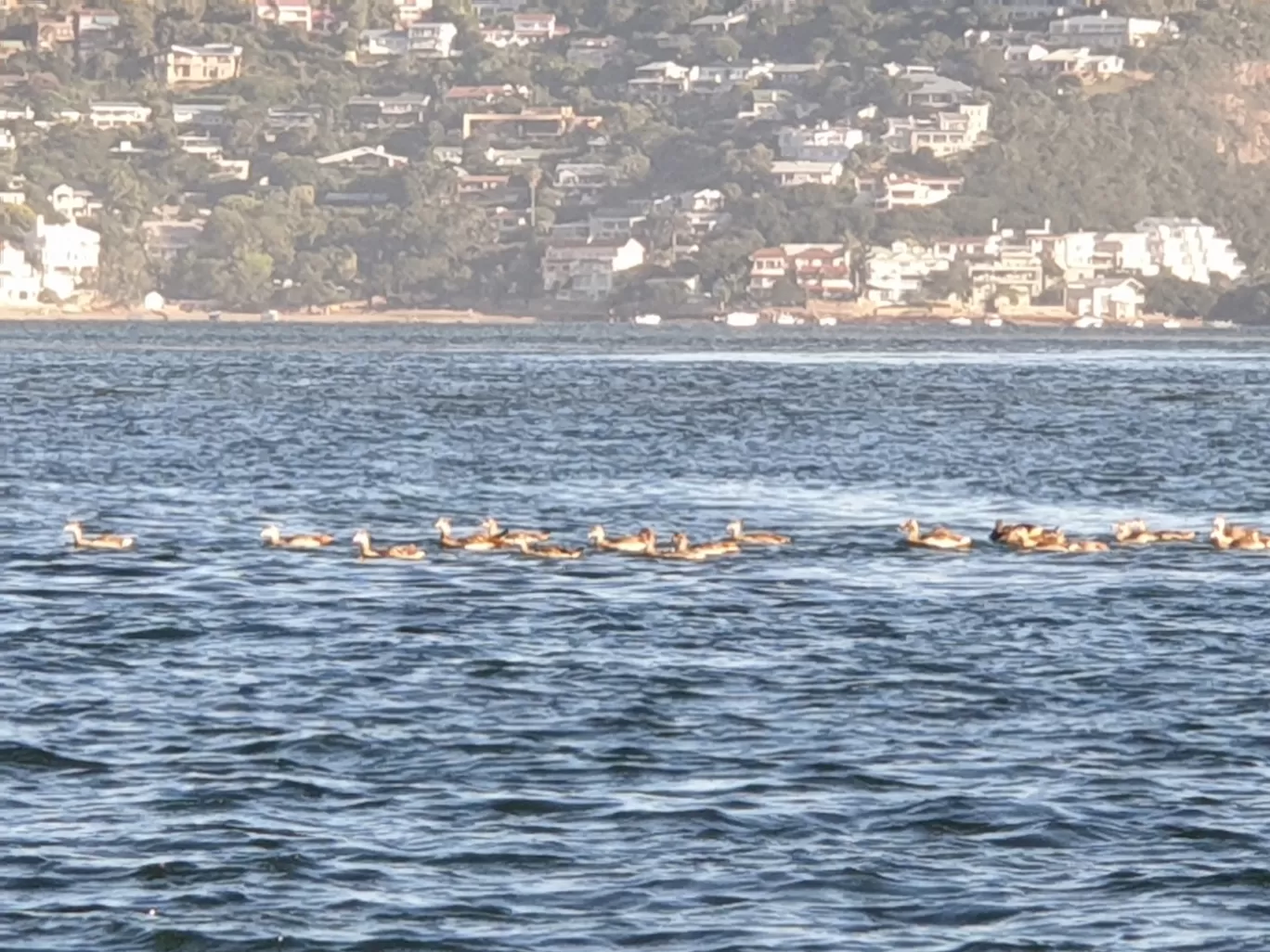 Photo of Knysna By Pankti Shah
