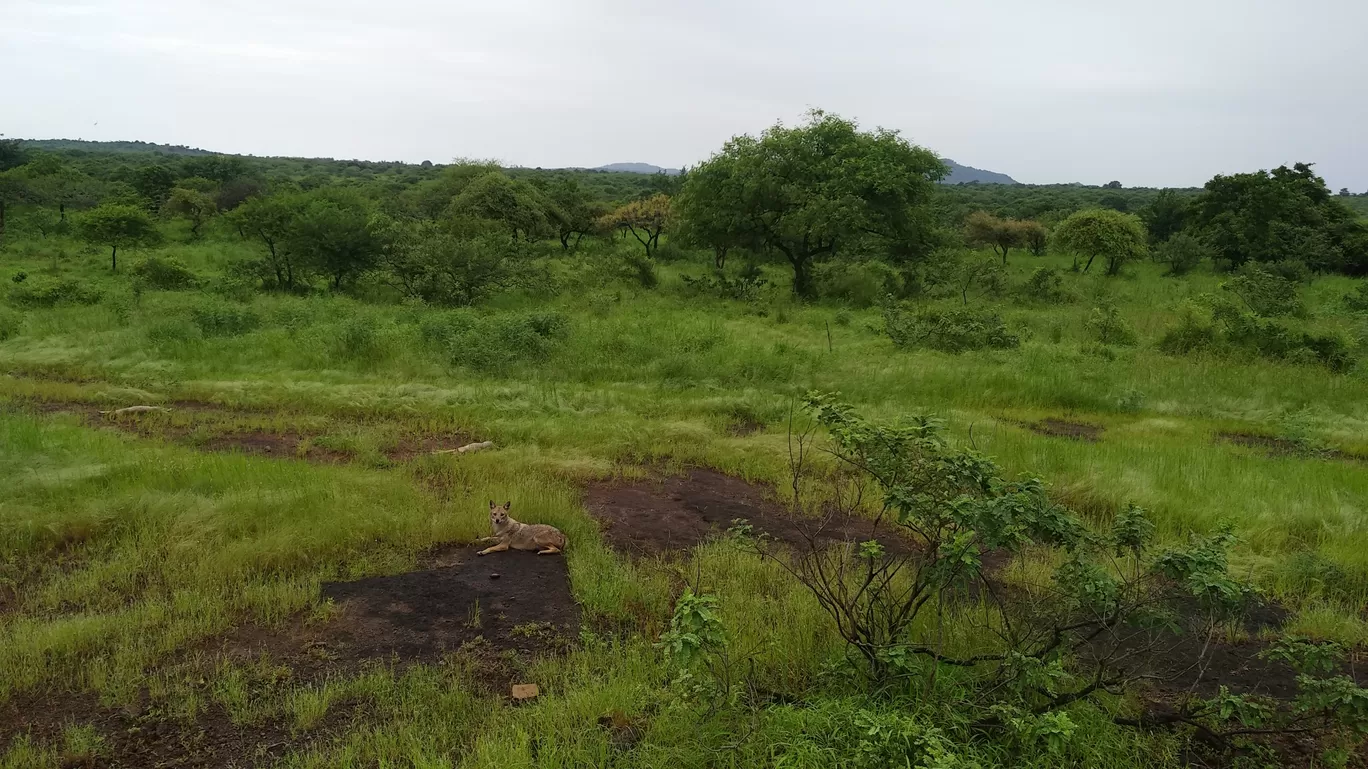 Photo of Gir By Pankti Shah