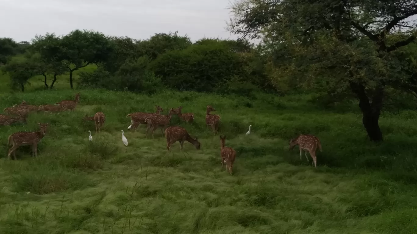 Photo of Gir By Pankti Shah