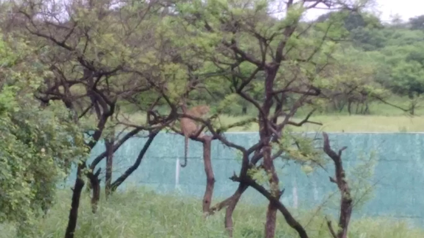 Photo of Gir By Pankti Shah