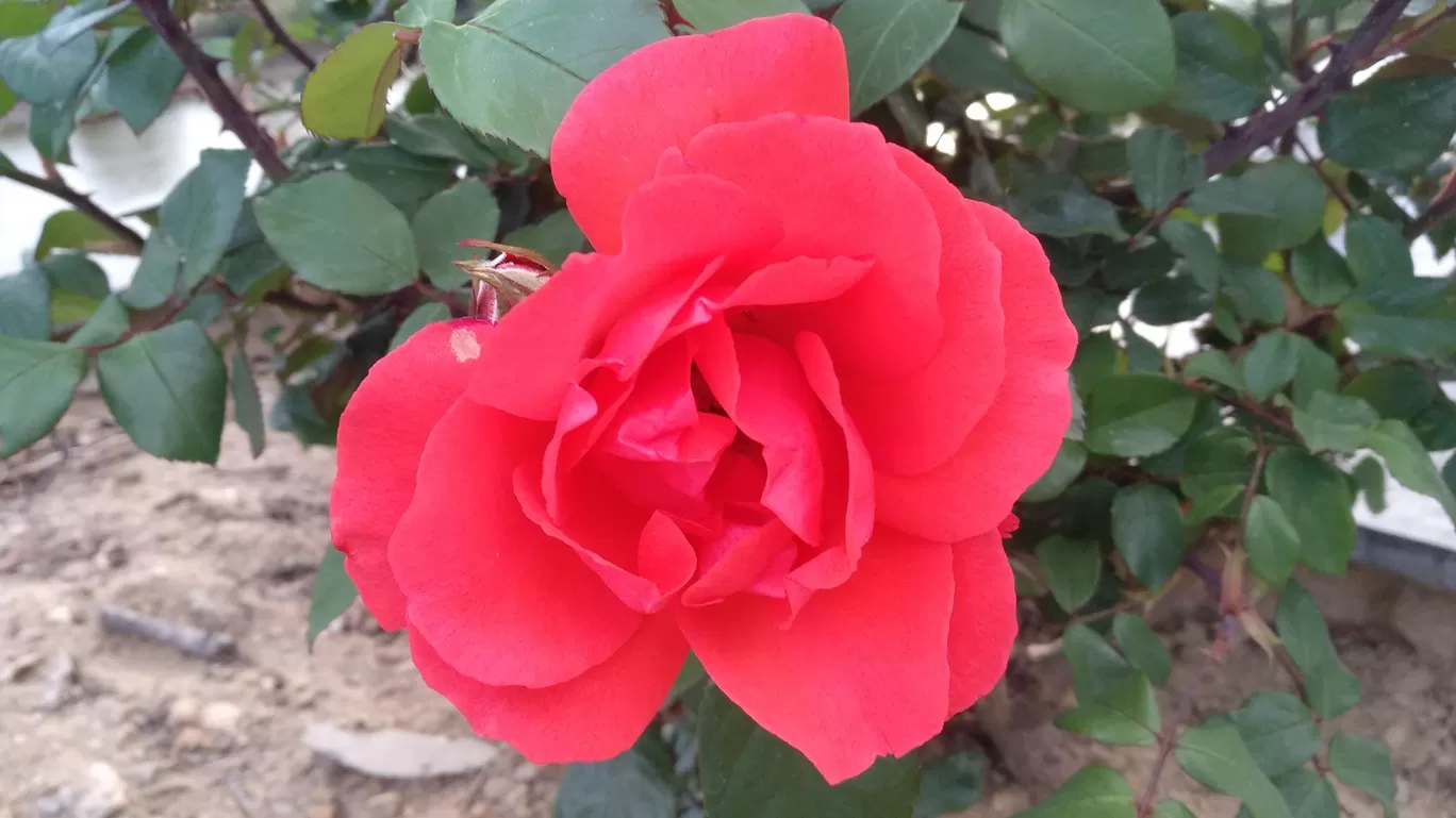 Photo of Le Méridien Paro By Pankti Shah