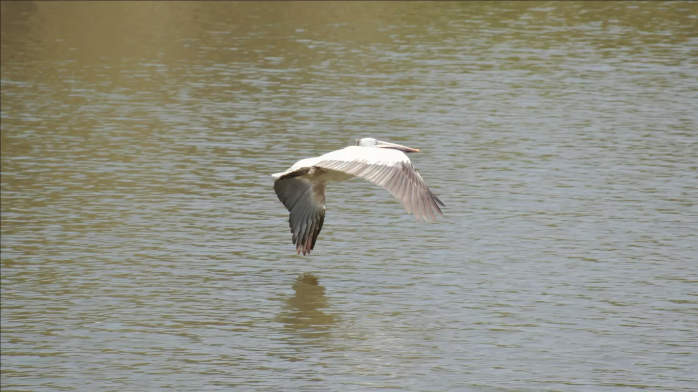 Photo of Ranganathittu Bird Sanctuary By Atul Malakar