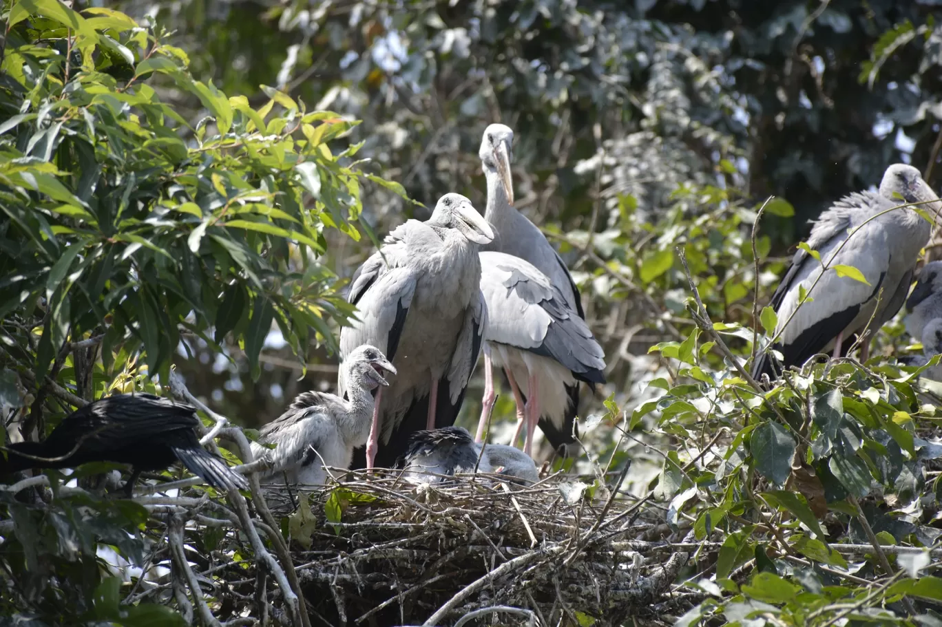 Photo of Ranganathittu Bird Sanctuary By Atul Malakar