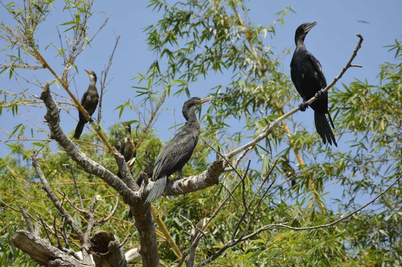 Photo of Ranganathittu Bird Sanctuary By Atul Malakar