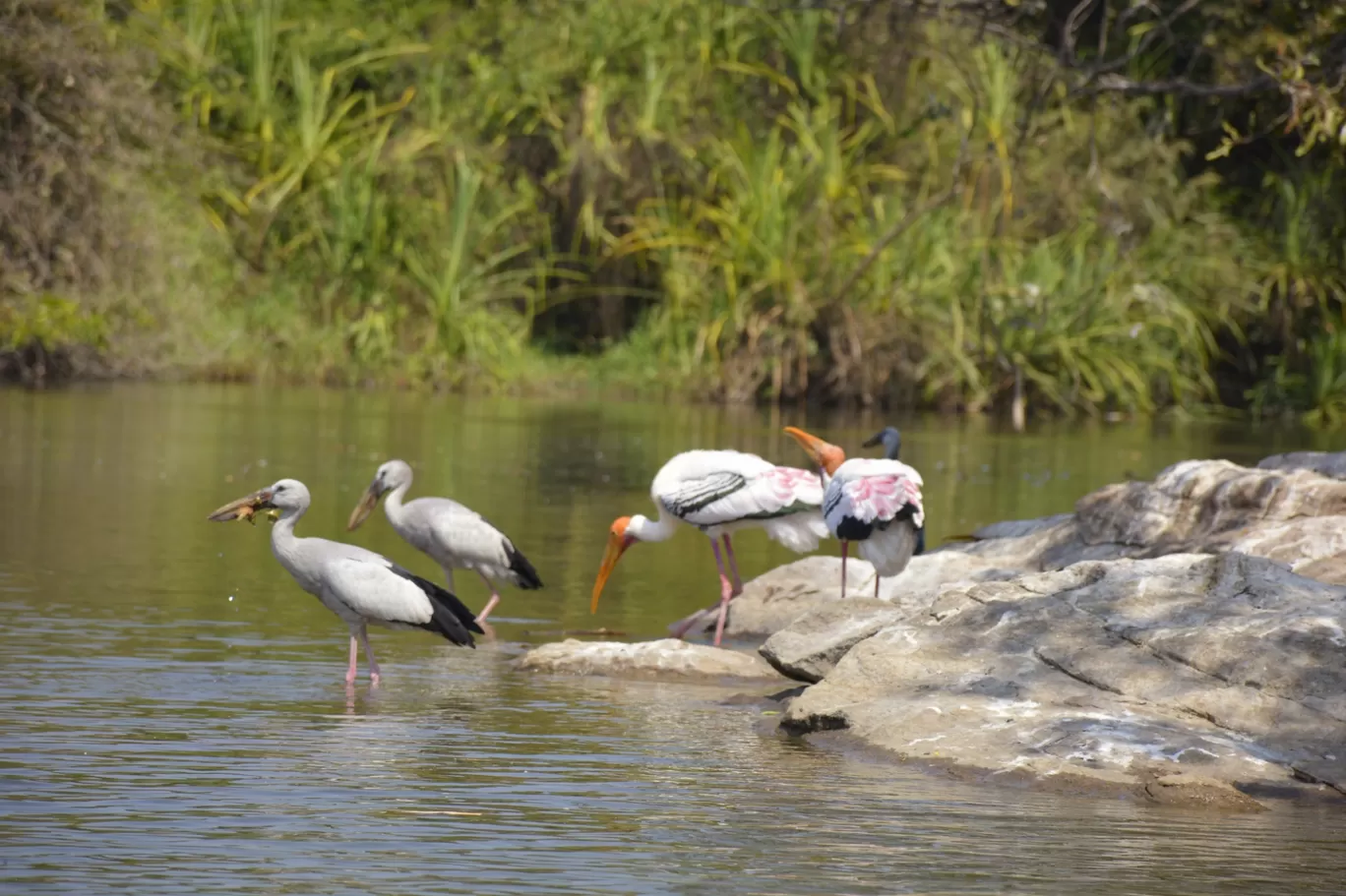 Photo of Ranganathittu Bird Sanctuary By Atul Malakar