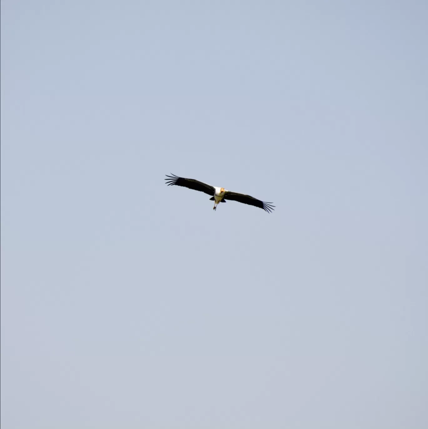 Photo of Ranganathittu Bird Sanctuary By Atul Malakar