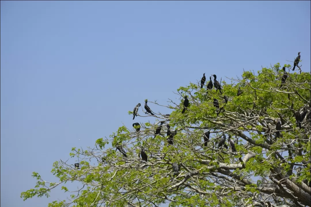 Photo of Ranganathittu Bird Sanctuary By Atul Malakar