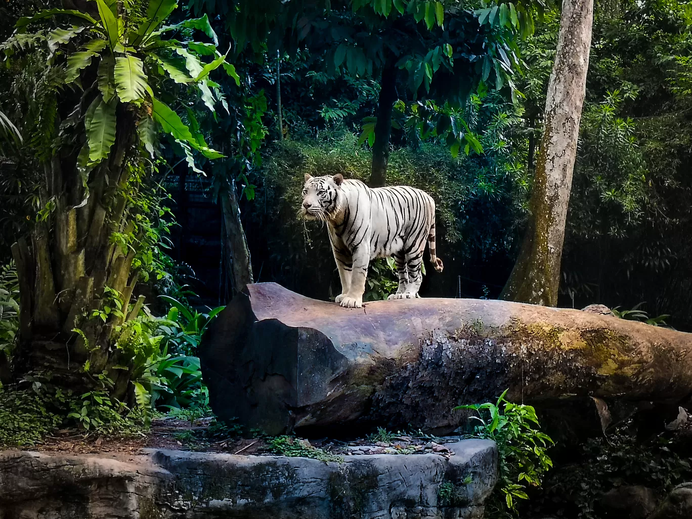 Photo of Singapore Zoo By Ankit Shrivastava