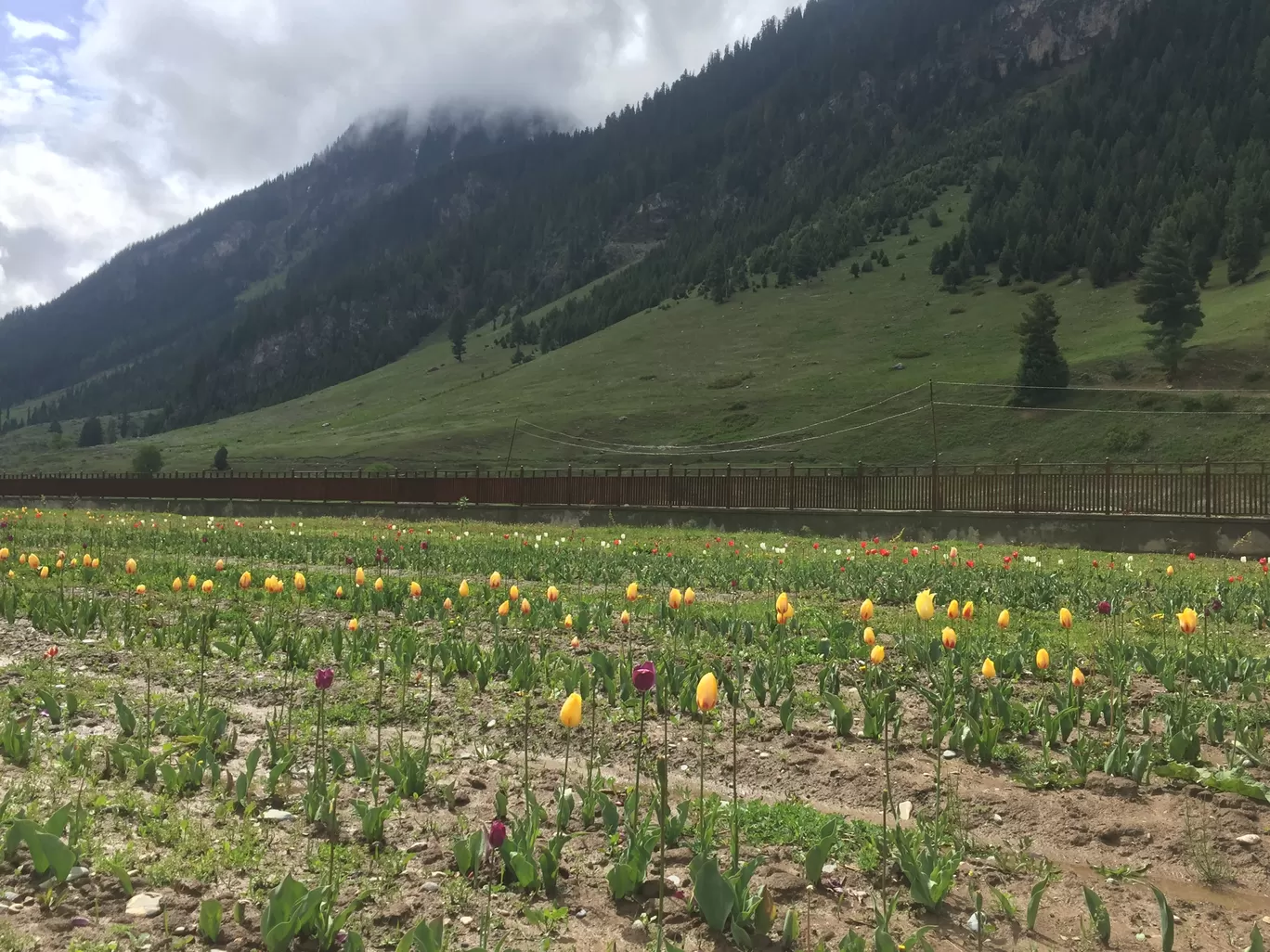 Photo of Gurez Valley By Mayuri Singh