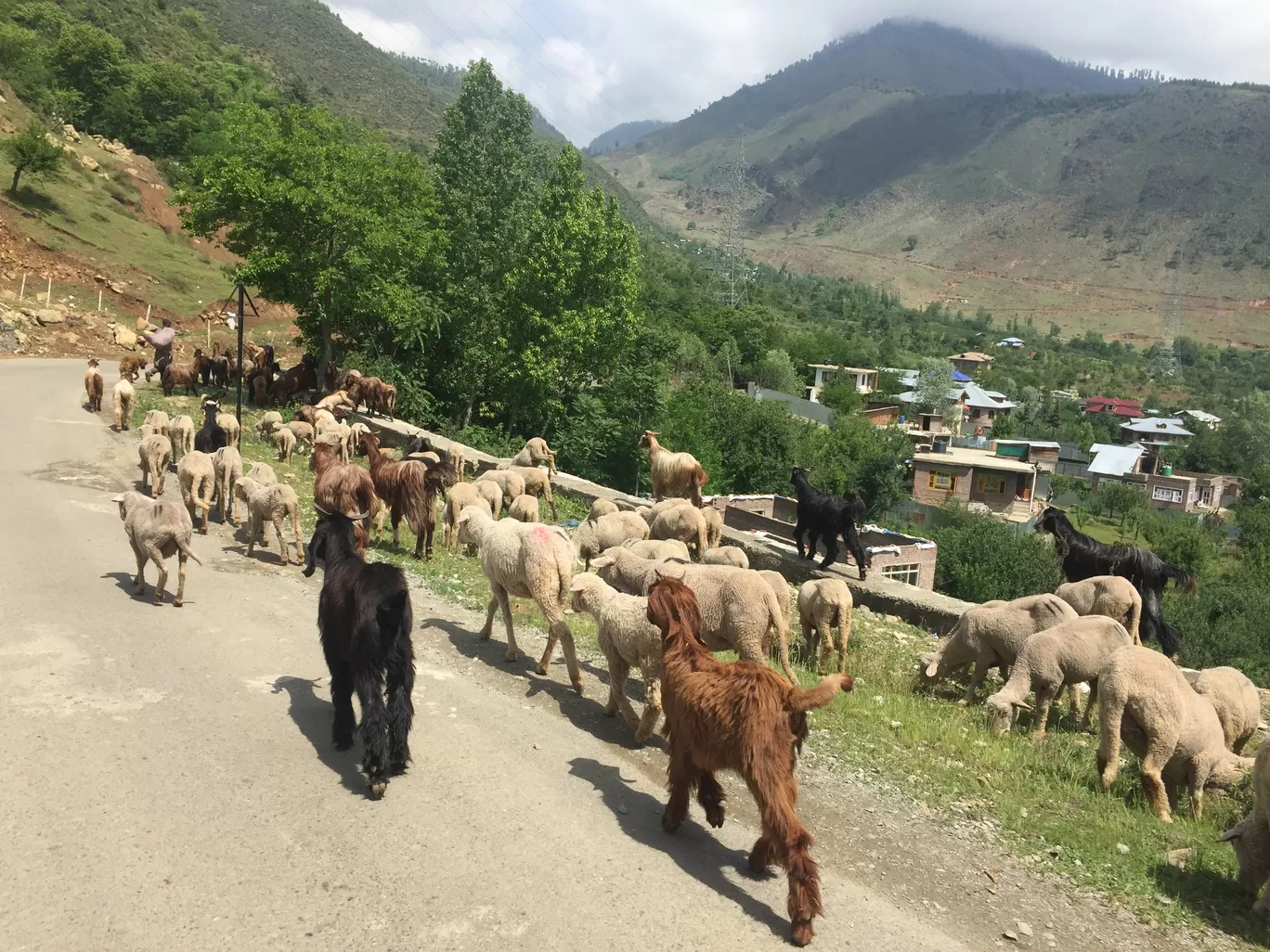 Photo of Gurez Valley By Mayuri Singh
