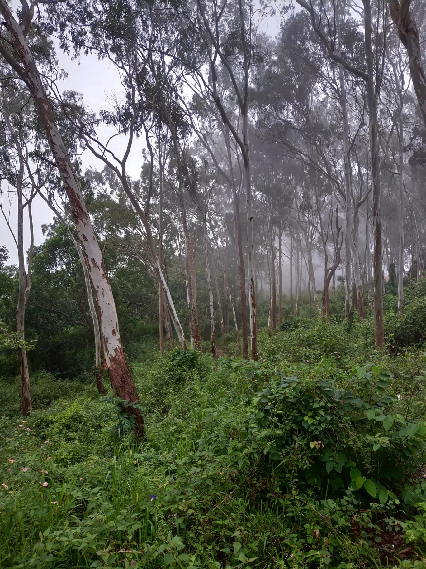 Photo of Yercaud trip By Haresh Jethwani