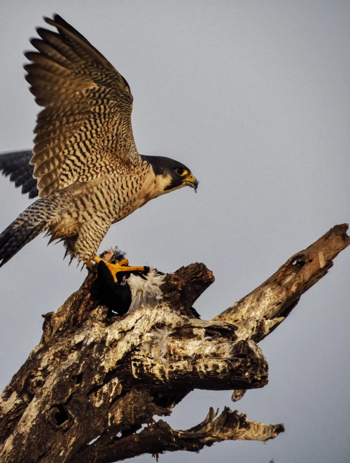 Photo of Bhigwan bird sanctuary By Gauree Gandhi