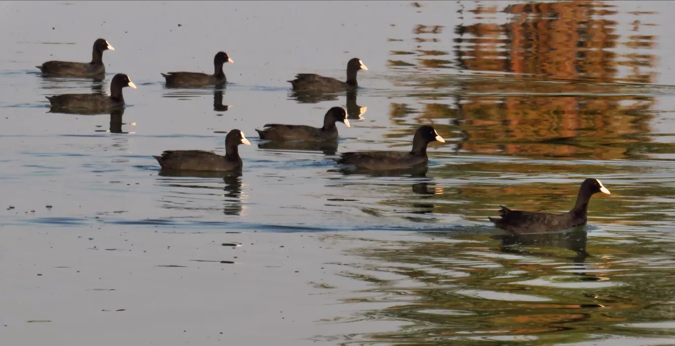 Photo of Bhigwan bird sanctuary By Gauree Gandhi