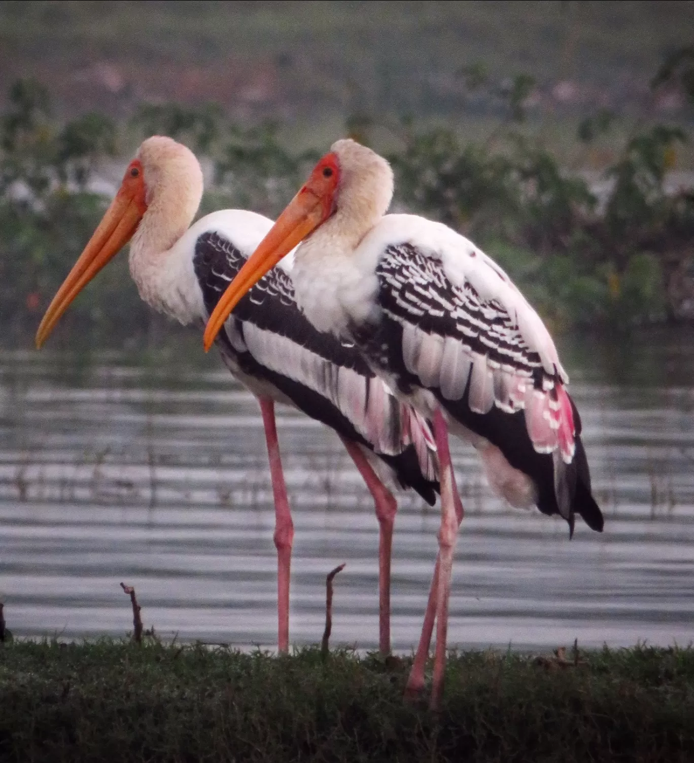 Photo of Bhigwan bird sanctuary By Gauree Gandhi