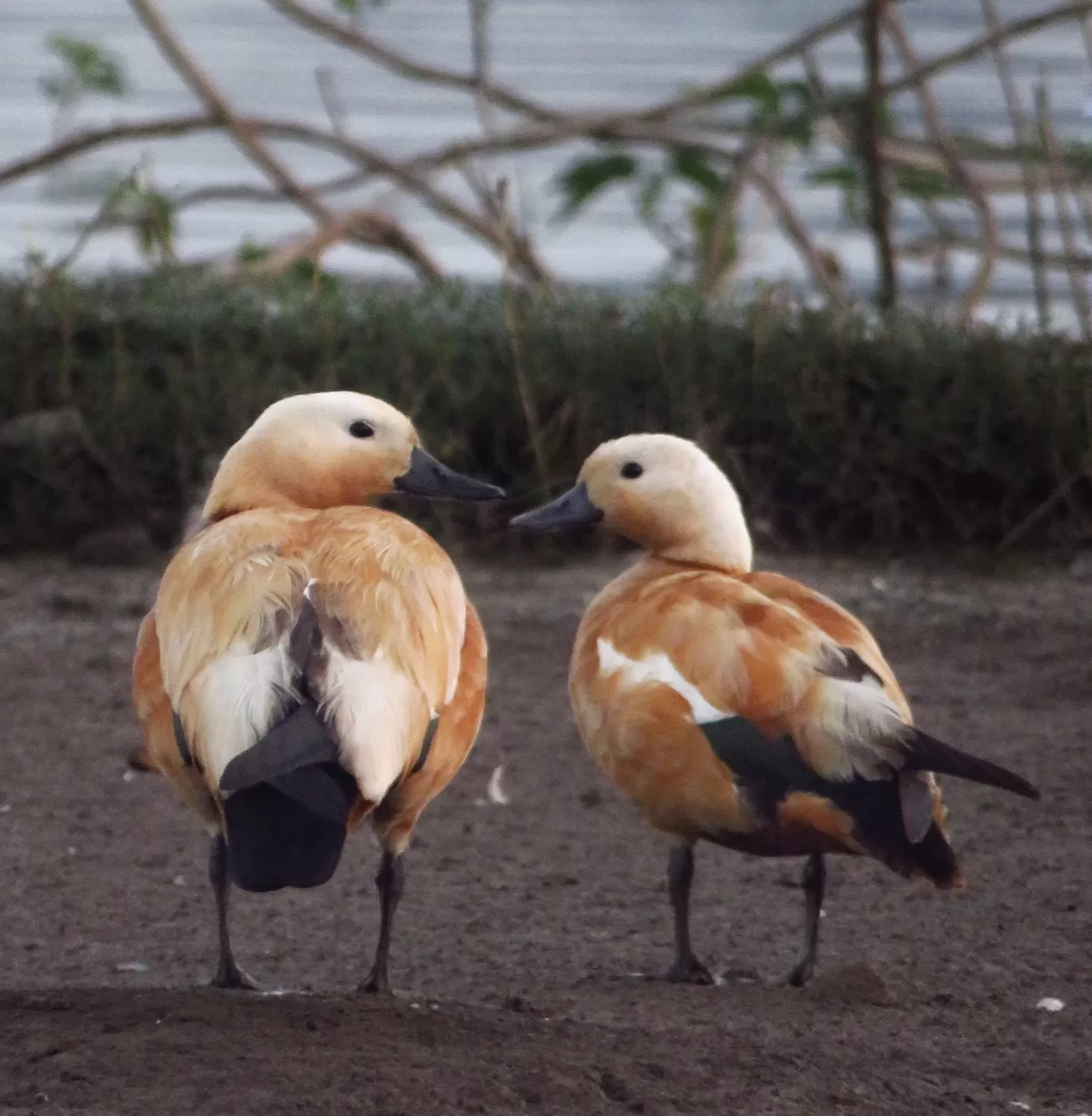 Photo of Bhigwan bird sanctuary By Gauree Gandhi