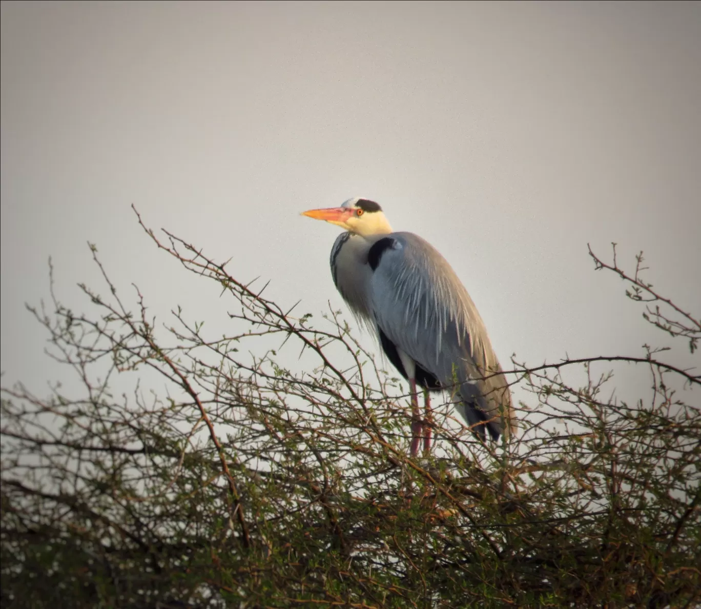 Photo of Bhigwan bird sanctuary By Gauree Gandhi
