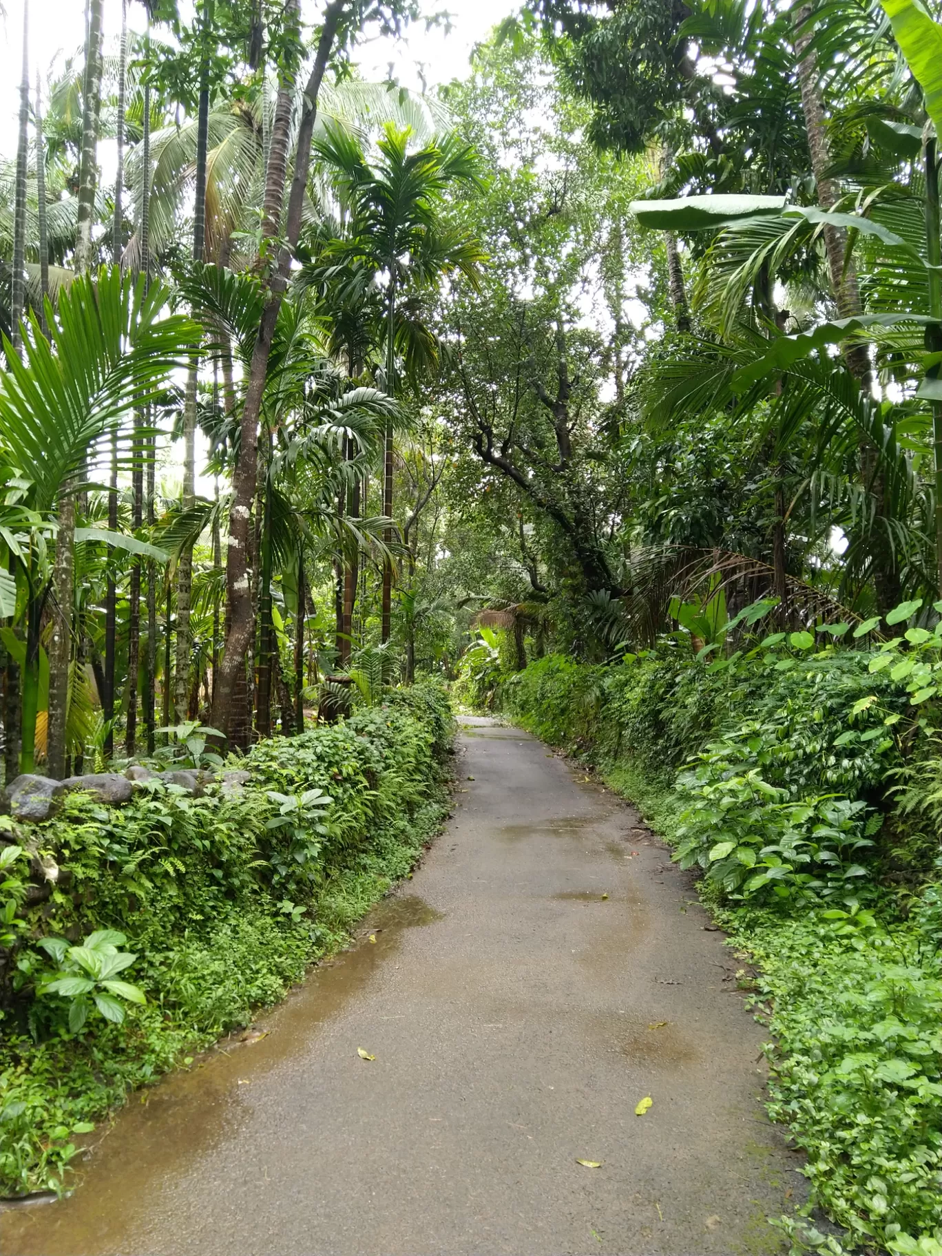 Photo of pali waterfall By Ajit Sutar