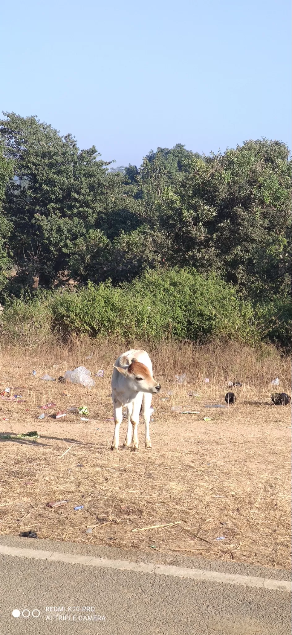 Photo of Jharkhand By Dr. Anvesha Datta