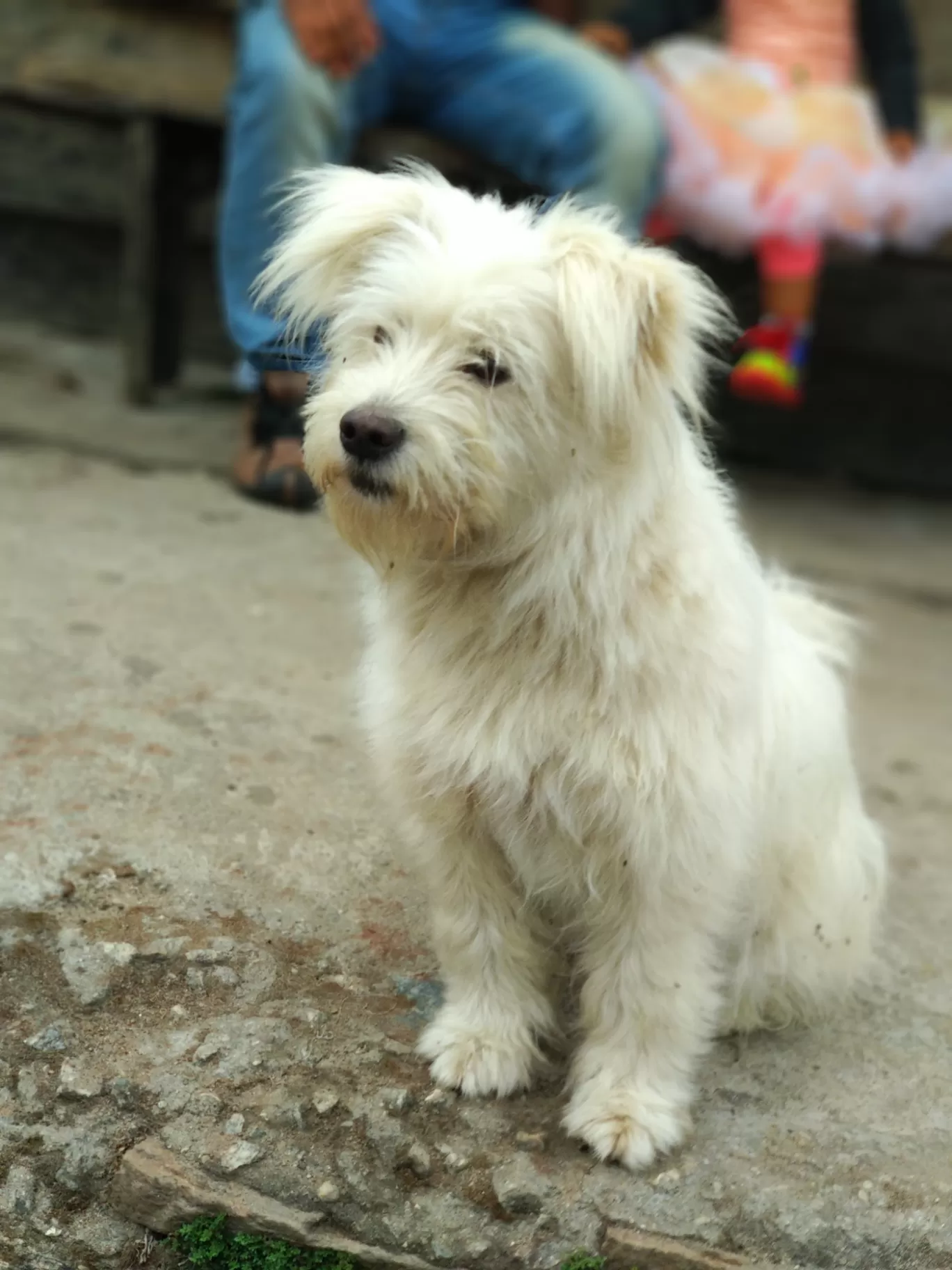 Photo of Sikkim By Nikita Ganguly