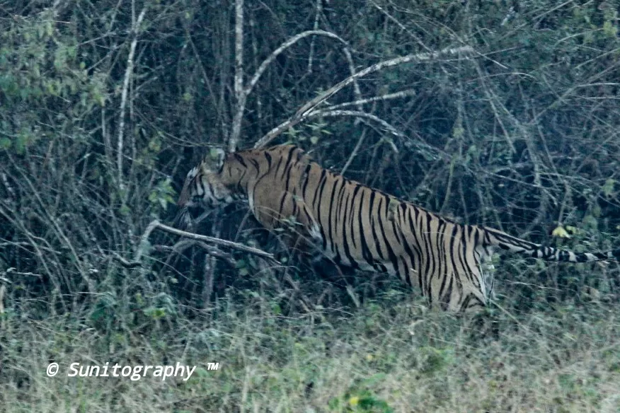 Photo of Nagarhole National Park By Sunit Thakur