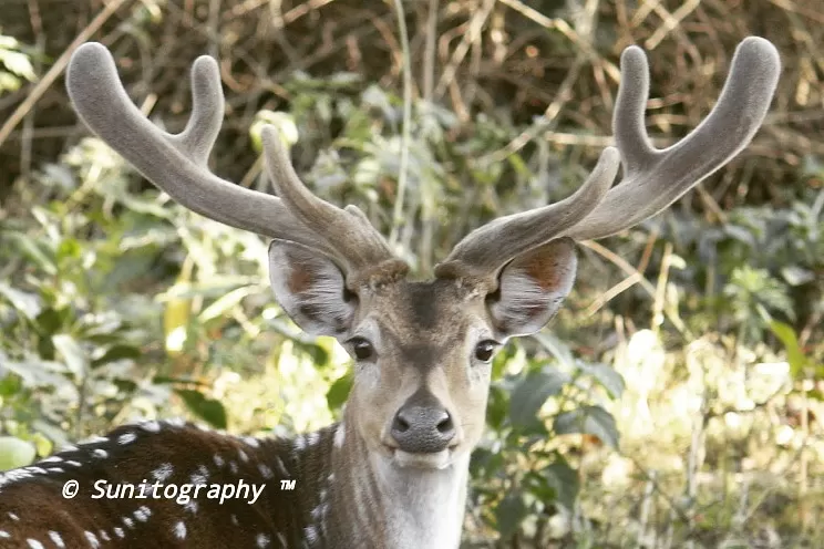 Photo of Nagarhole National Park By Sunit Thakur
