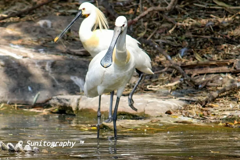 Photo of Nagarhole National Park By Sunit Thakur