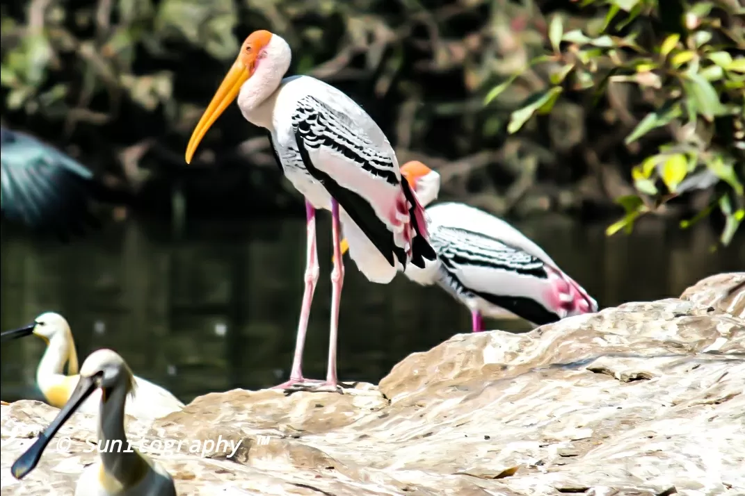 Photo of Nagarhole National Park By Sunit Thakur