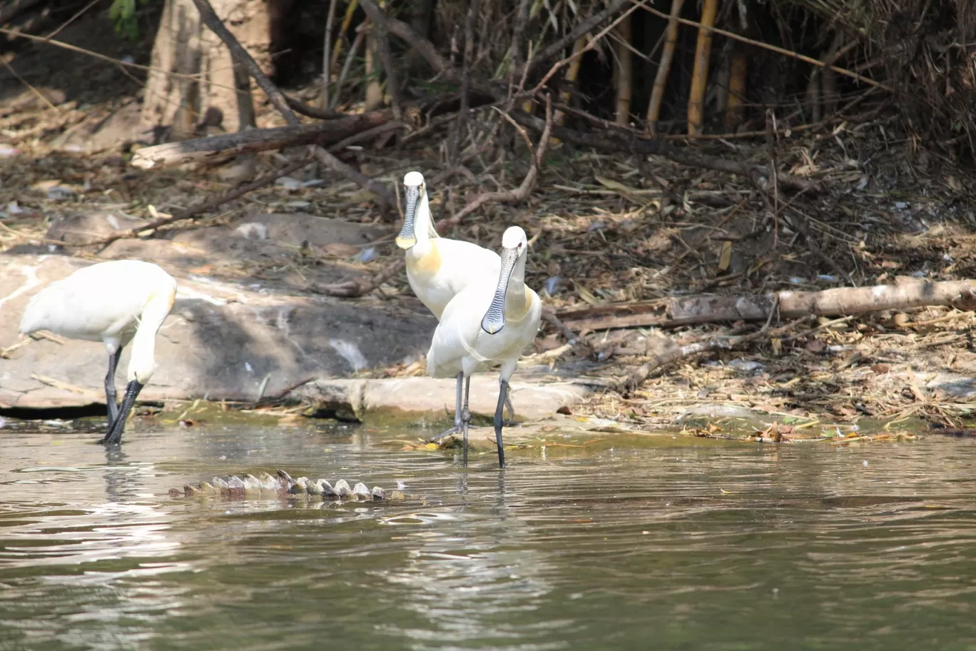 Photo of Nagarhole National Park By Sunit Thakur