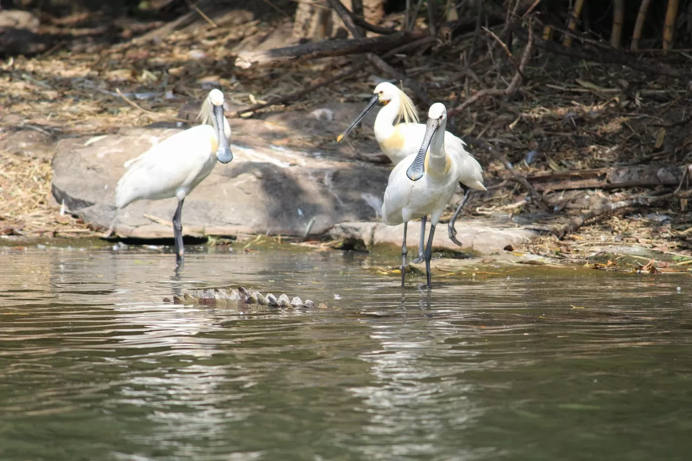 Photo of Nagarhole National Park By Sunit Thakur