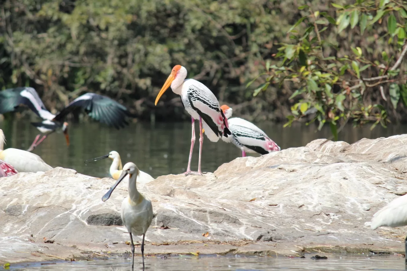 Photo of Nagarhole National Park By Sunit Thakur