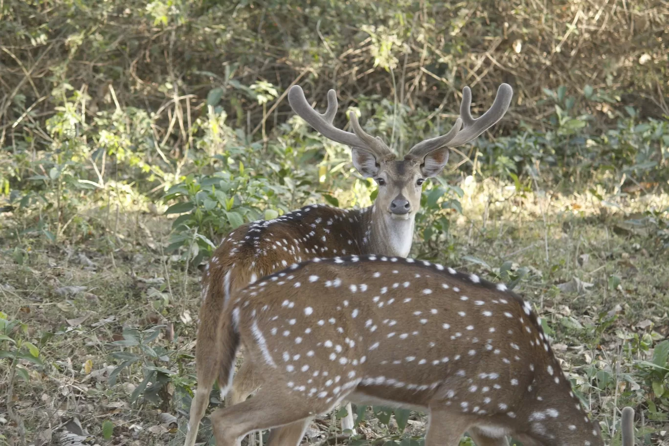 Photo of Nagarhole National Park By Sunit Thakur
