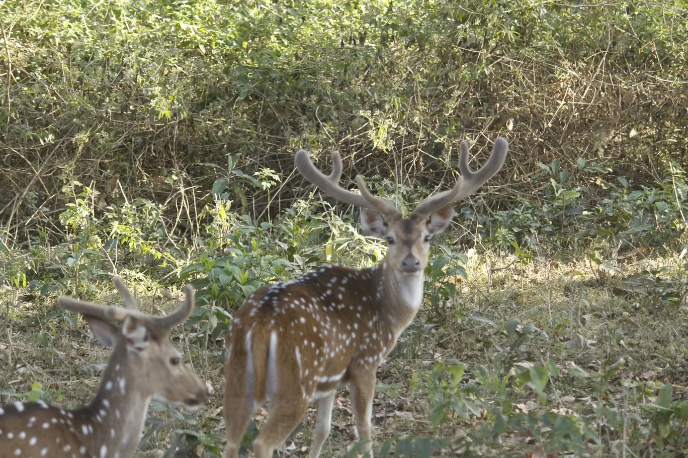 Photo of Nagarhole National Park By Sunit Thakur