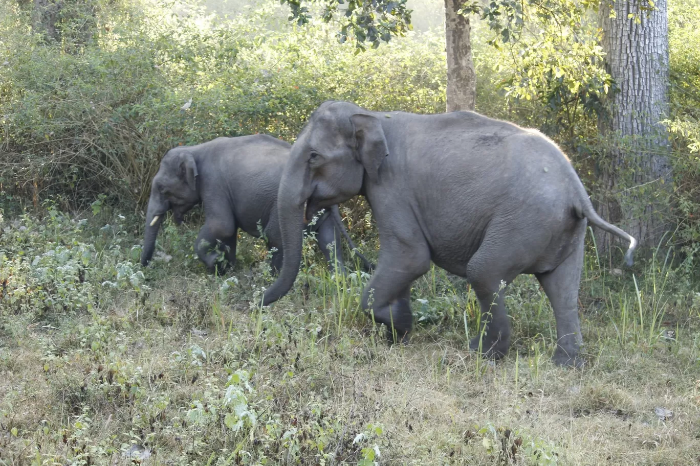Photo of Nagarhole National Park By Sunit Thakur