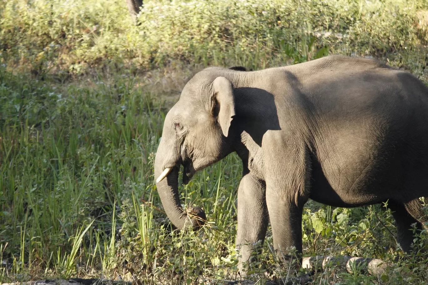 Photo of Nagarhole National Park By Sunit Thakur