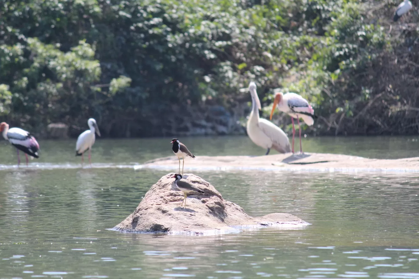 Photo of Nagarhole National Park By Sunit Thakur