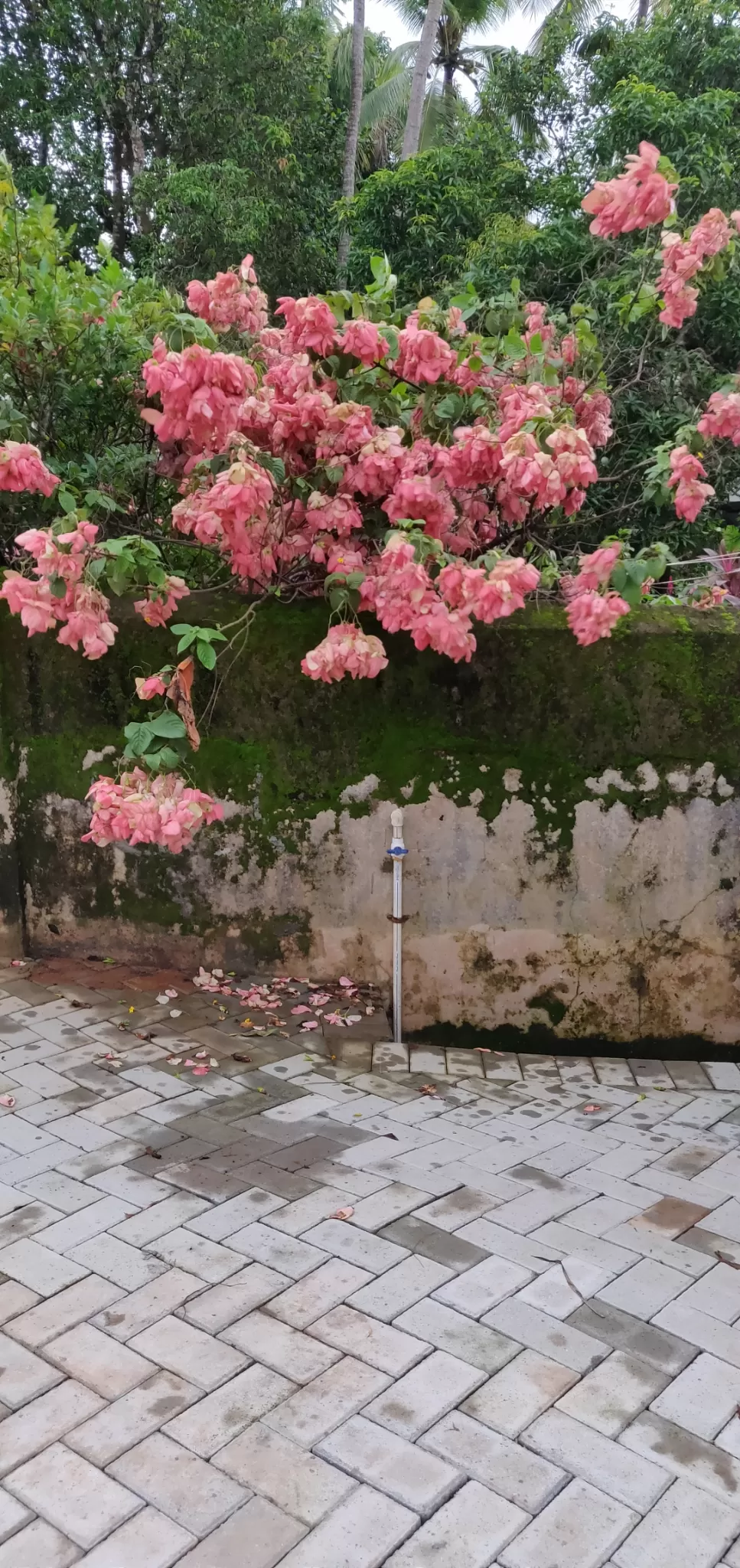 Photo of Goa By Maheroo Butt