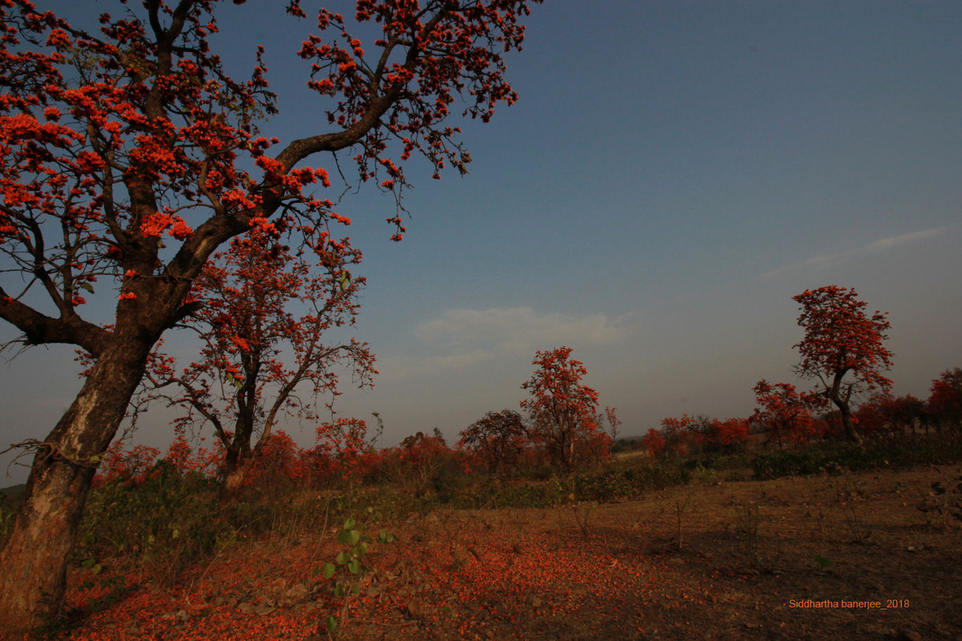 Photo of dialogue with nature By Siddhartha Banerjee