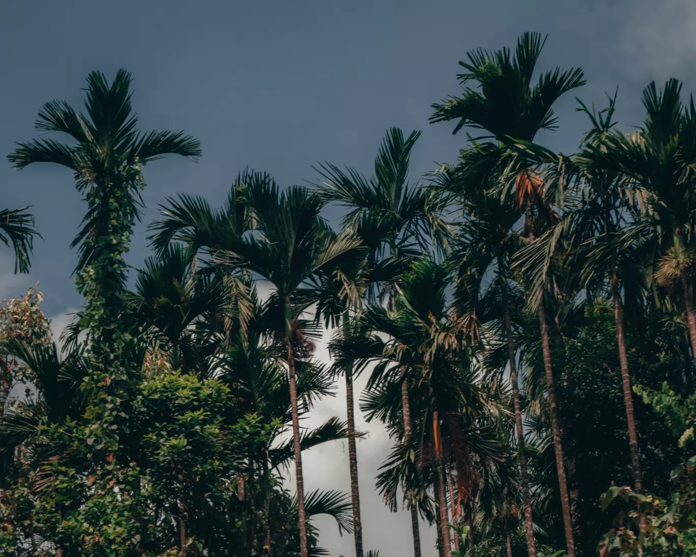 Photo of Meghalaya By Vicky Bhusara